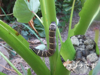 里芋を芋虫が食害