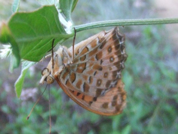 ヒョウモンチョウ