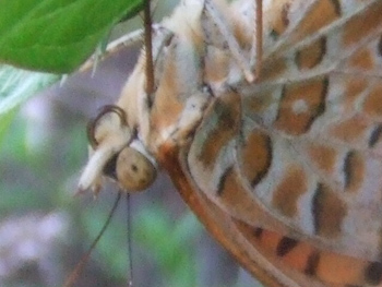 ヒョウモンチョウの大きな瞳？