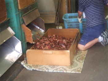 一本、一本カビを拭い