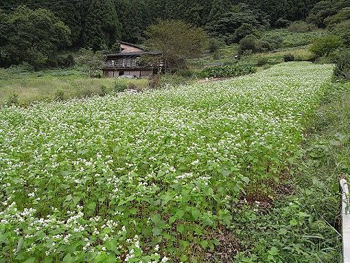 檜原村蕎麦祭り