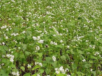 蕎麦の白い花が皆様をお迎え