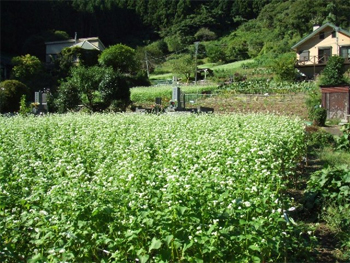 蕎麦畑