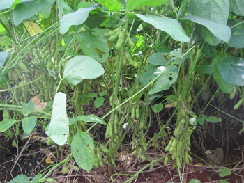 実りの鞘を沢山