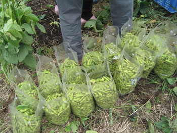 一人当たり１Kg