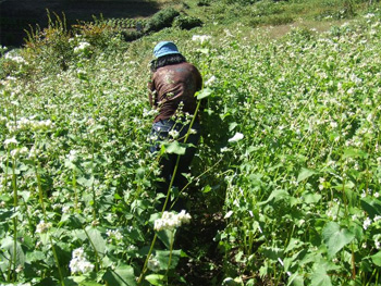 倒壊防止のロープ