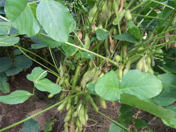 津久井在来大豆