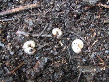 カブト虫の幼虫