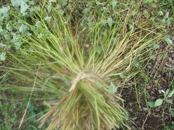 2束でクロス縛り