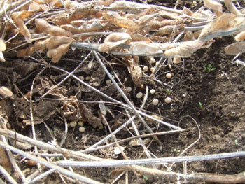 野鳥が喜ぶ刈り取り師