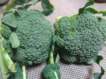 ブロコーリー