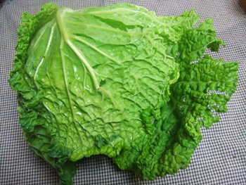 サボイキャベツ