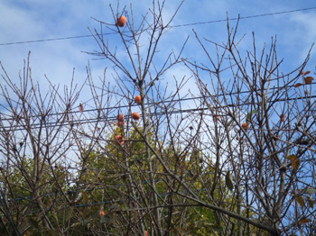 自然からの贈り物