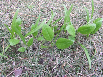 ルッコラとサラダホウレンソウ