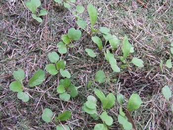 ルッコラとサラダホウレンソウ