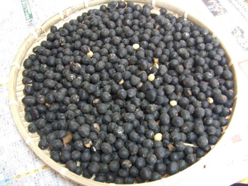 黒大豆