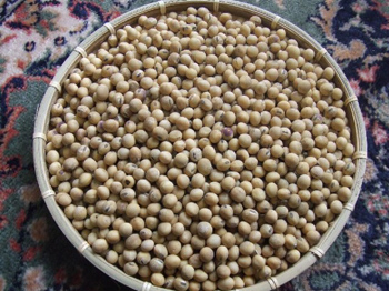 白大豆