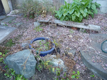 もみじの落ち葉