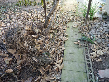 キウィーの落ち葉