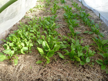 ルッコラ、サラダホウレンソウ
