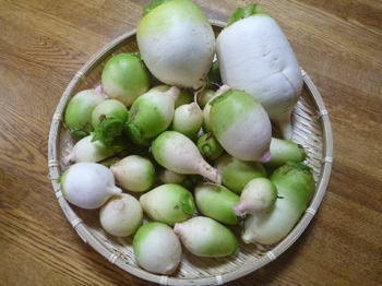 聖護院大根と紅心大根