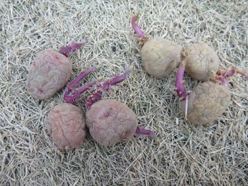 アンデスレッドとチェルシー