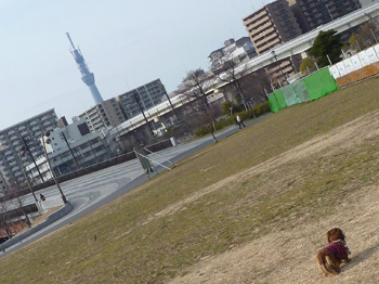 東京スカイツリー