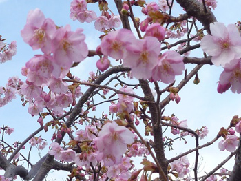 河津桜