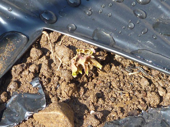 アンデスレッド