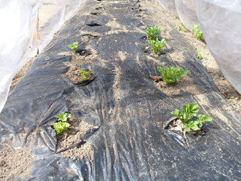 ジャガイモ２月２６日