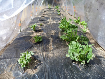 ジャガイモ３月５日