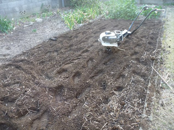 アンデスレッド・とよしろ・キタアカリ・チェルシー