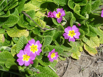 プリムラ・ポリアンサ