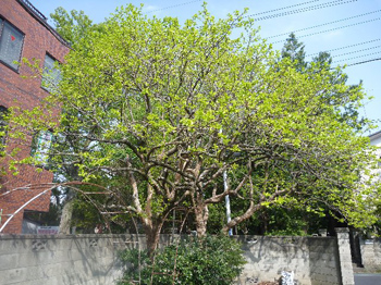 萌黄色・萌木色