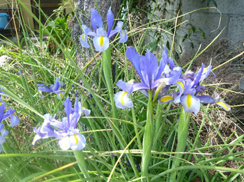 ダッチアイリス