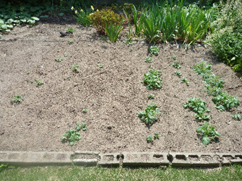 露地ジャガイモ