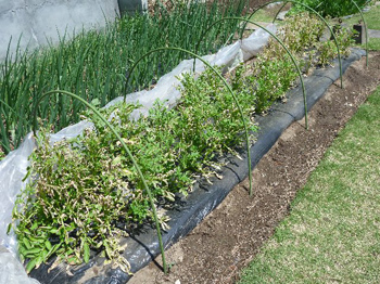 馬鈴薯トンネル栽培