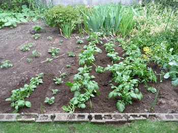 露地植の馬鈴薯