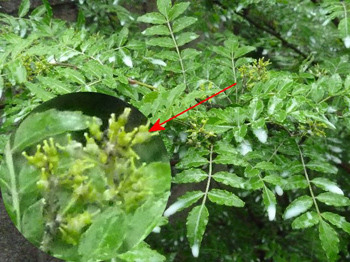 効果の確認は来週