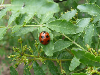 ナナホシテントウ