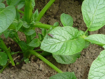 ジャガイモの葉