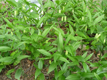 宝鐸草（ホウチャクソウ）