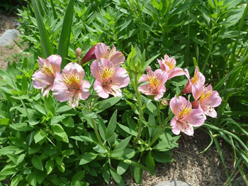 アストロメリア