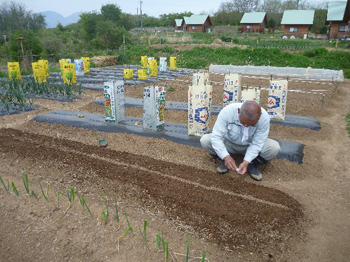 人参を蒔いている所