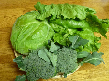 レタス・キャベツ・ブロッコリー