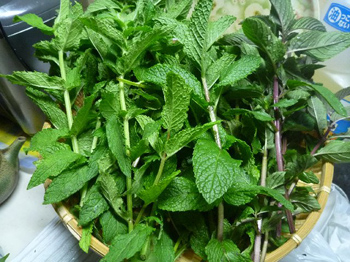 ブラックペパーミント・ペパーミント・スペアミント