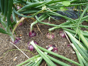 紫玉葱