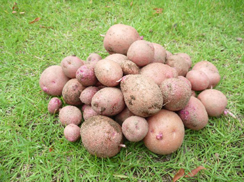 アンデスレッド