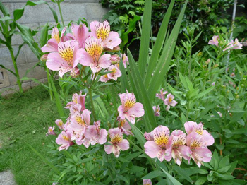 アストロメリア