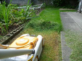 芝生がボウボウ